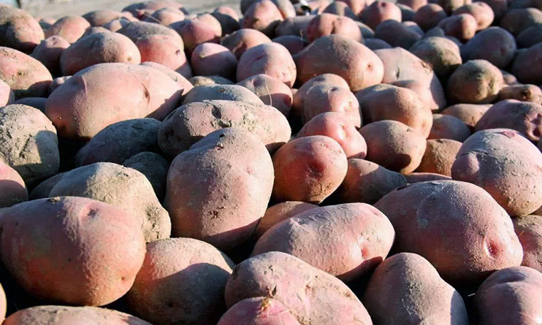 会宁土豆万博娱乐平台电脑版
方案 会宁土豆万博娱乐平台电脑版
方案