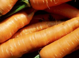 202208121660284628505881.jpg 嘉峪关胡萝卜.jpg