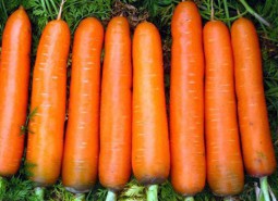 202208121660284644102983.jpg 金昌胡萝卜.jpg