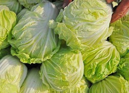 202208121660285250237406.jpg 大白菜.jpg