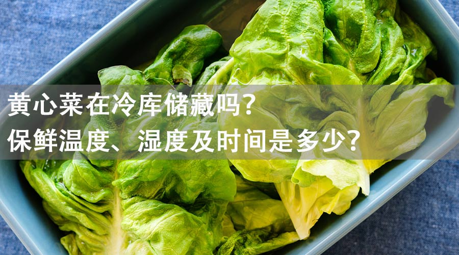黄心菜能在冷库储藏吗?保鲜温度、湿度及时间是多少? 黄心菜能在冷库储藏吗?保鲜温度、湿度及时间是多少?