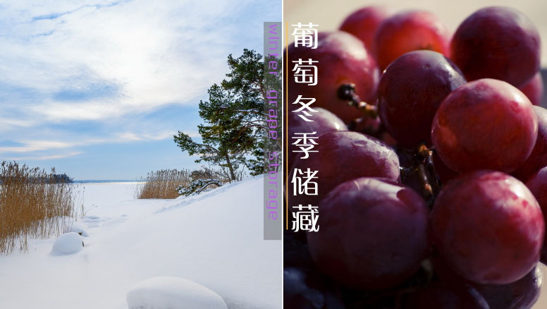 葡萄冬季储藏保鲜方法介绍