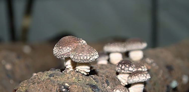 永昌蘑菇简介