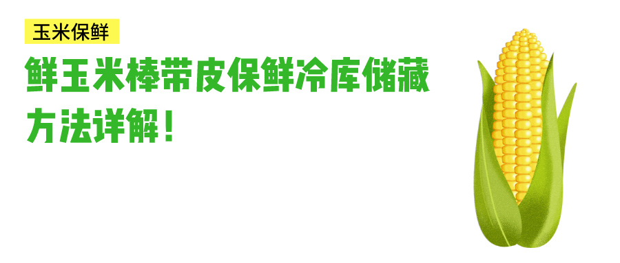 鲜玉米带皮保鲜冷库储藏方法介绍