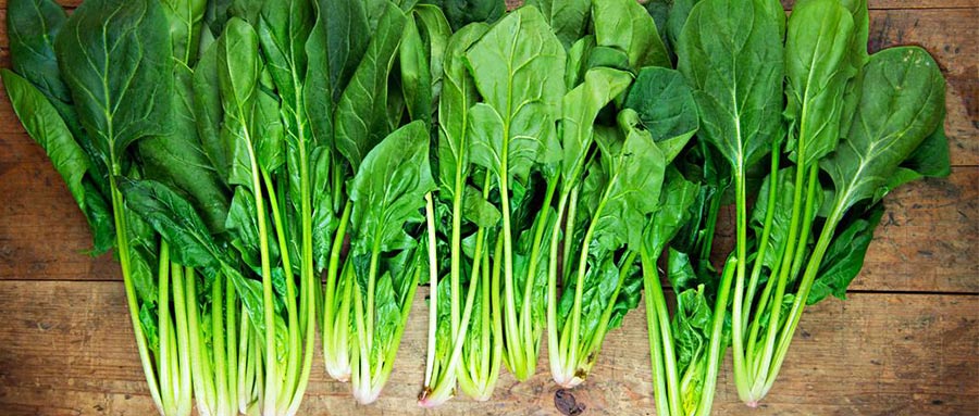 菠菜冷库采收前分级工作