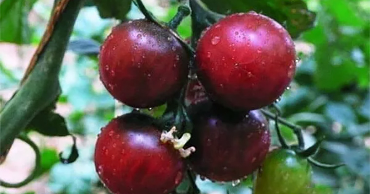 张掖高台黑番茄1300平米蔬菜保鲜万博娱乐平台电脑版
建造方案
