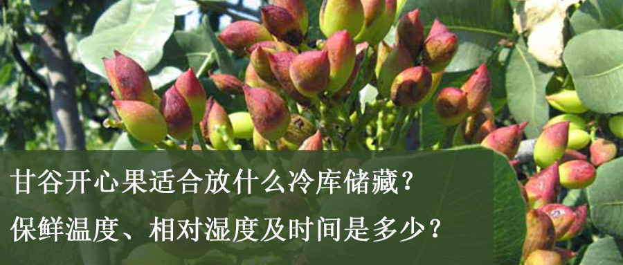 甘谷开心果适合放什么冷库储藏？保鲜温度、相对湿度及时间是多少？
