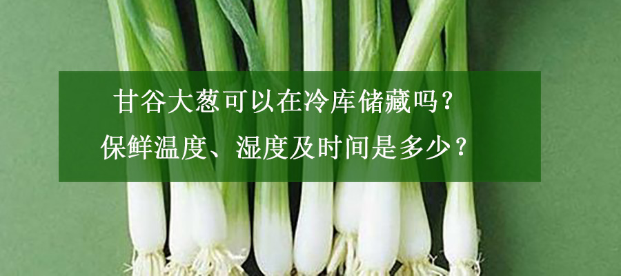 甘谷大葱可以在冷库储藏吗？保鲜温度、湿度及时间是多少？