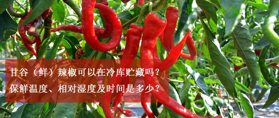 甘谷（鲜）辣椒可以在冷库贮藏吗？保鲜温度、相对湿度及时间是多少？