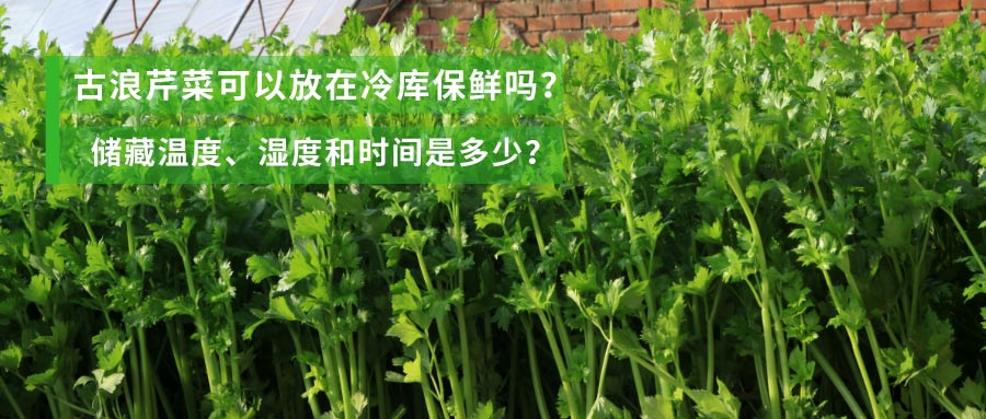 古浪芹菜可以放在冷库保鲜吗？储藏温度、湿度和时间是多少？
