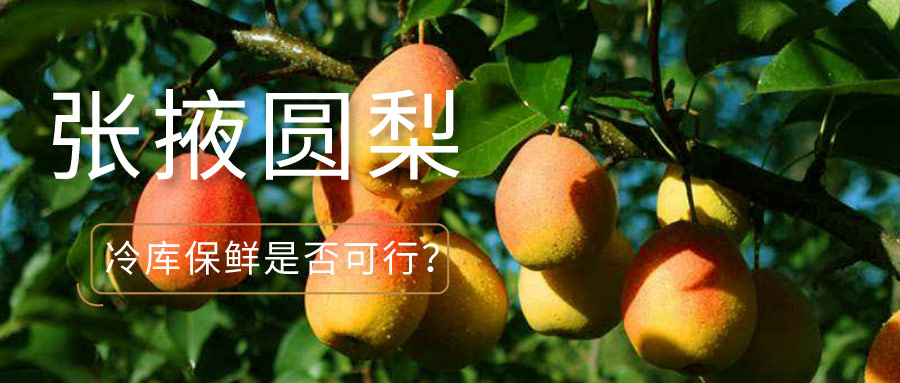 张掖圆梨能在冷库储藏吗？保鲜温度、湿度及时间是多少？