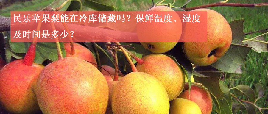 民乐苹果梨能在冷库储藏吗？保鲜温度、湿度及时间介绍