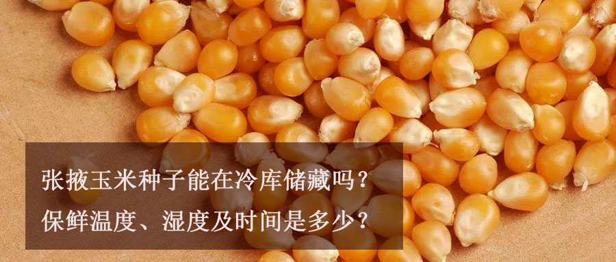 张掖玉米种子能在冷库储藏吗？保鲜温度、湿度及时间介绍