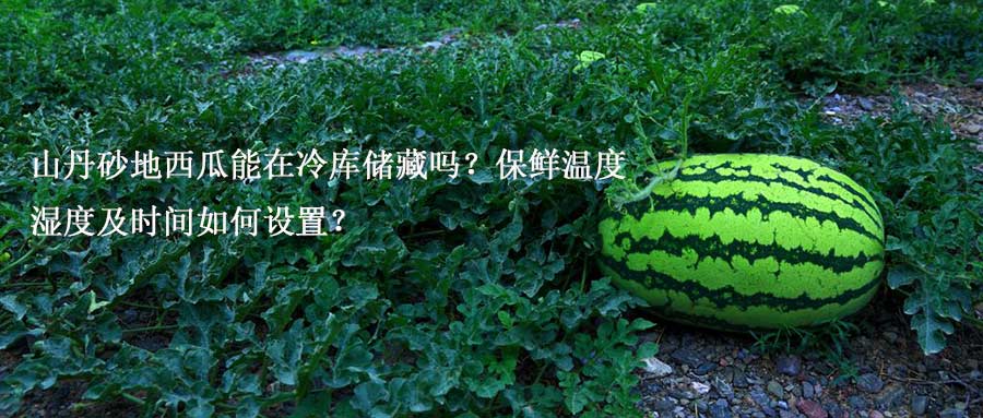 山丹砂地西瓜冷库储藏温度、湿度及时间如何设置