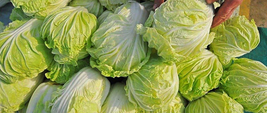 榆中大白菜2500平米蔬菜预万博娱乐平台电脑版
安装工程建造方案