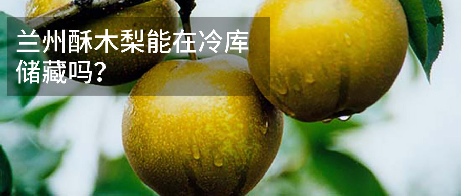 兰州酥木梨冷库储藏