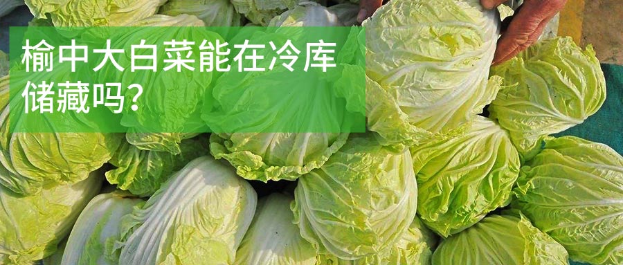 榆中大白菜冷库储藏