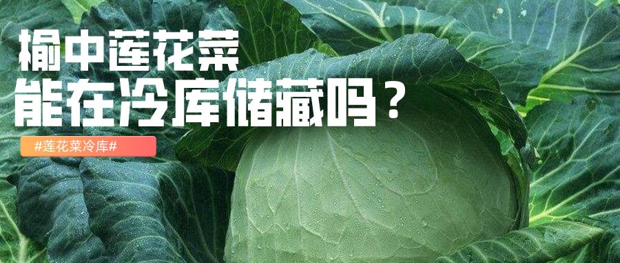 榆中莲花菜冷库储藏