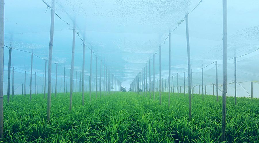 天水武山韭菜340平米万博娱乐平台电脑版
安装工程建造方案