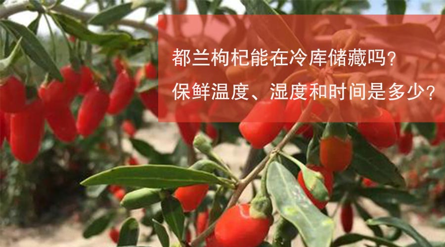 都兰枸杞能在冷库储藏吗？保鲜温度、湿度和时间是多少？