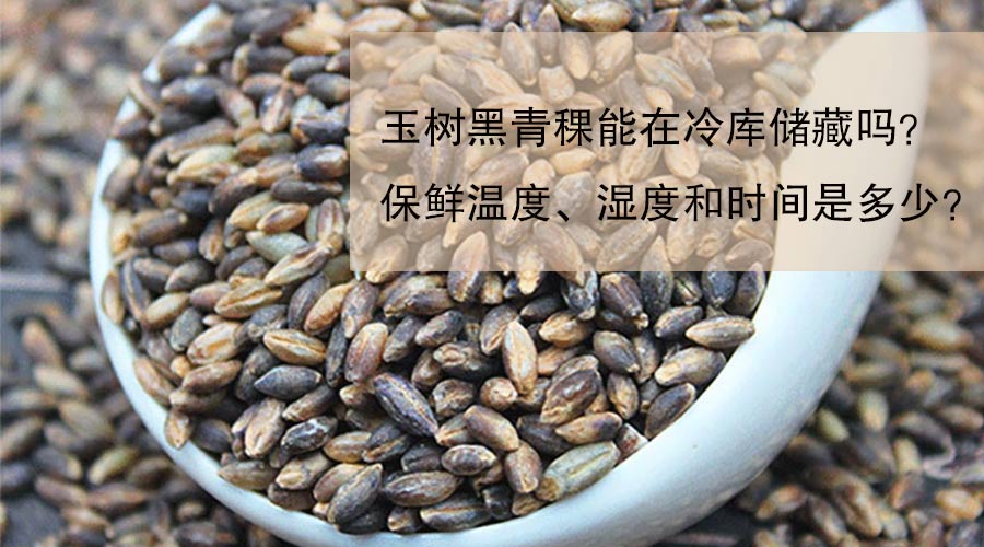 玉树黑青稞能在冷库储藏吗？保鲜温度、湿度和时间是多少？