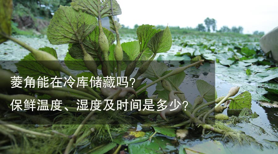 菱角能在冷库储藏吗？保鲜温度、湿度及时间是多少？