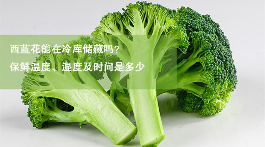 西蓝花能在冷库储藏吗？保鲜温度、湿度及时间是多少？
