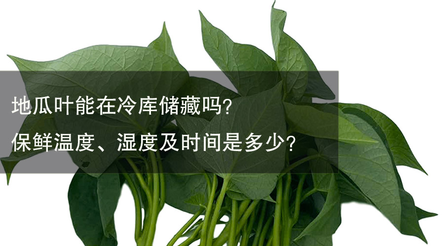 地瓜叶能在冷库储藏吗？保鲜温度、湿度及时间是多少？