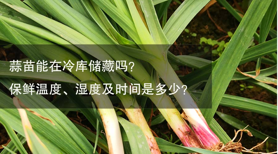 蒜苗能在冷库储藏吗？保鲜温度、湿度及时间是多少？