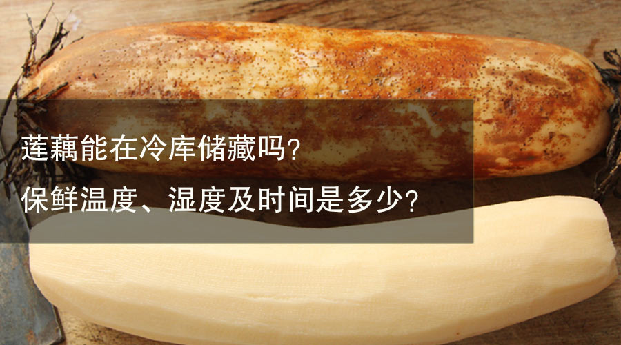 莲藕能在冷库储藏吗？保鲜温度、湿度及时间是多少？