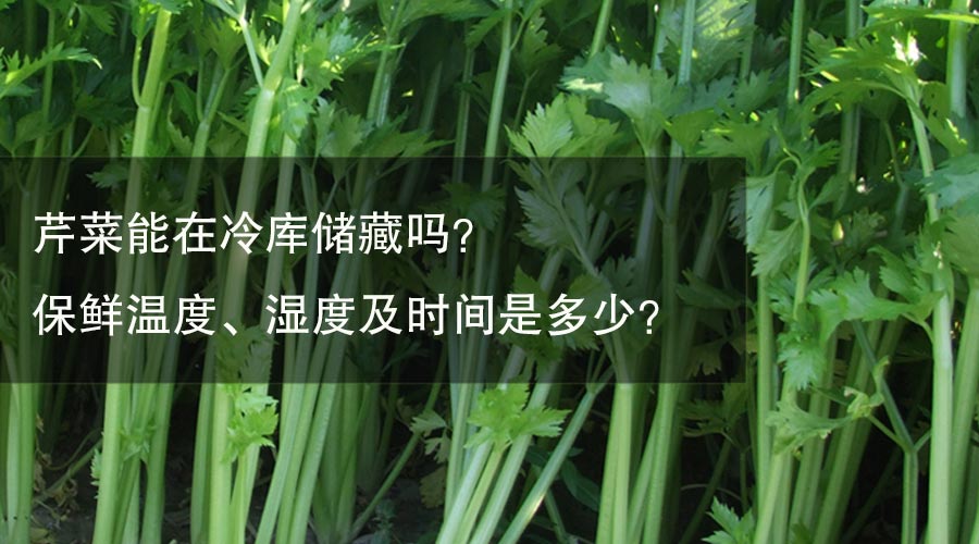 芹菜能在冷库储藏吗？ 保鲜温度、湿度及时间是多少？