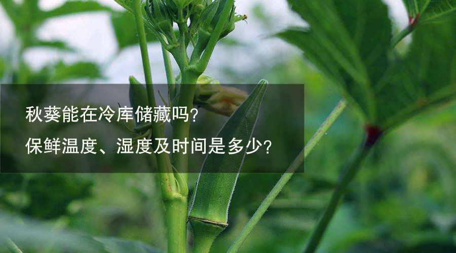 秋葵冷库保鲜温度、相对湿度及时间介绍