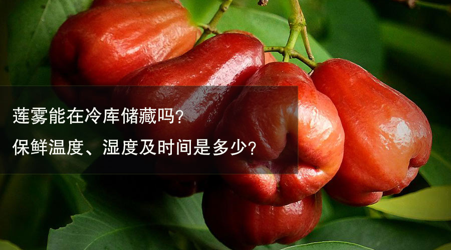 莲雾冷库保鲜温度、相对湿度及贮藏时间介绍