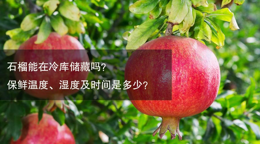 石榴保鲜温度、相对湿度及贮藏时间介绍