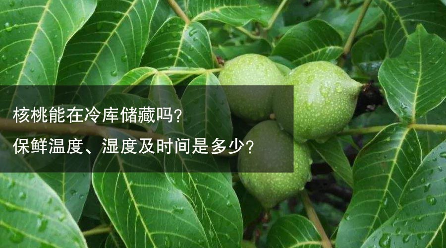 核桃冷库保鲜温度、相对湿度及时间介绍