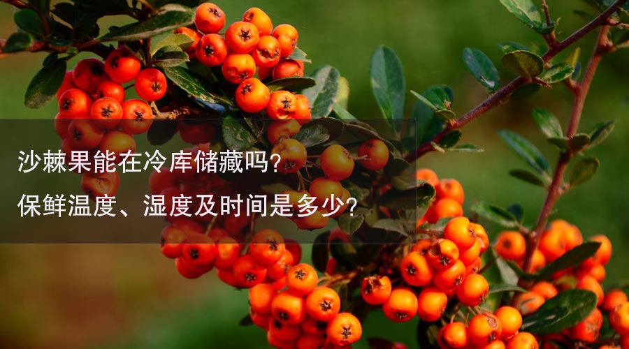 沙棘果冷库温度、湿度及时间介绍