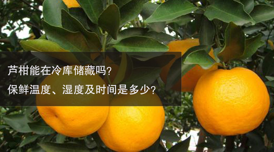 芦柑冷库温度、湿度及时间介绍