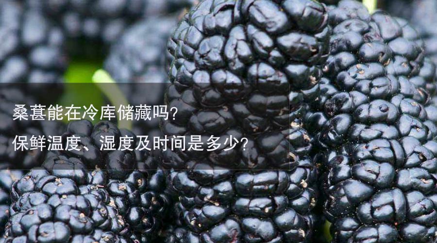 桑葚冷库温度、湿度及时间介绍
