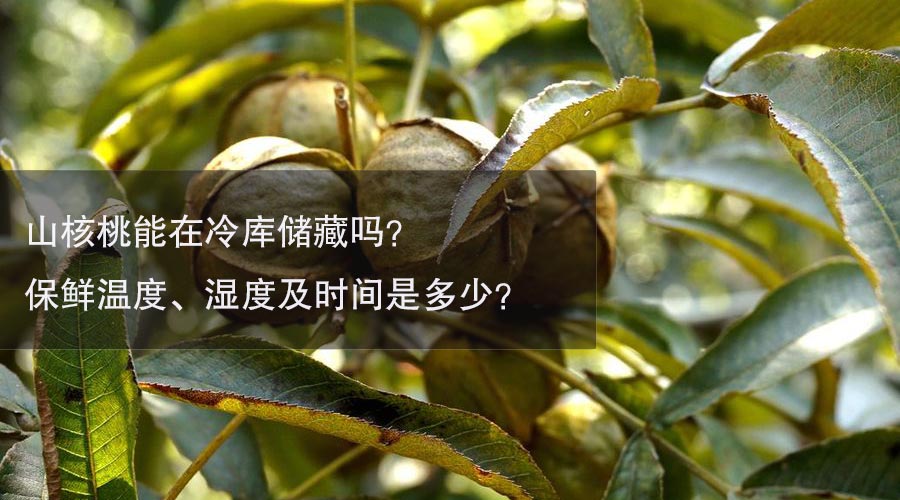 山核桃冷库温度、湿度及时间介绍