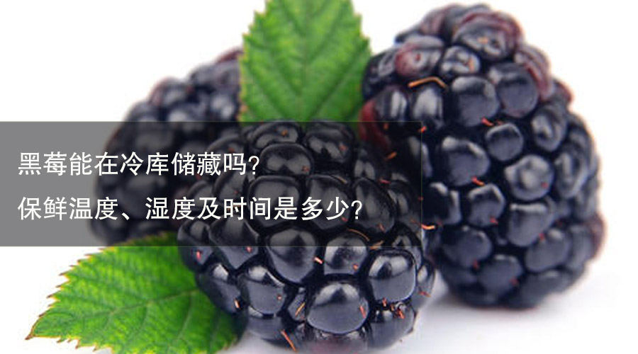 黑莓冷库温度、湿度及时间介绍