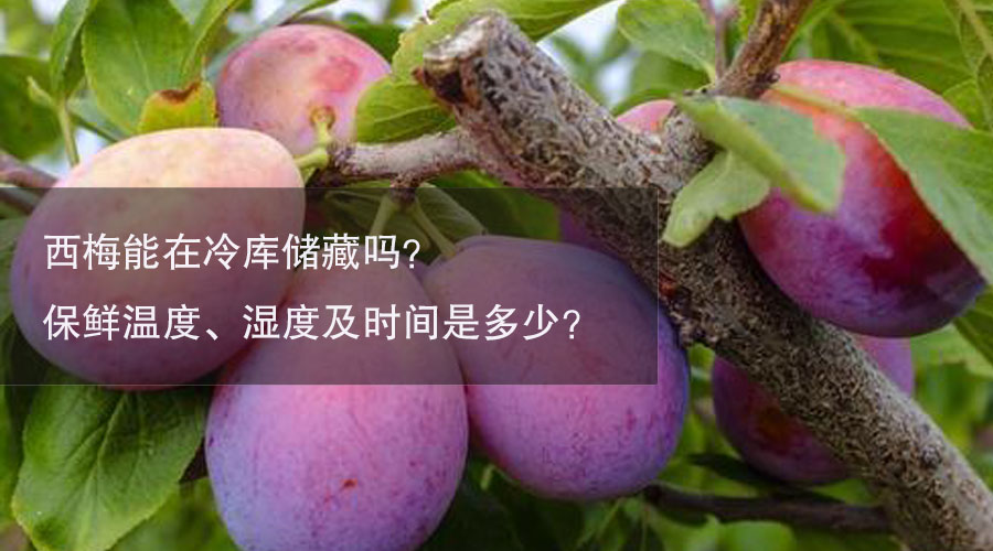西梅冷库温度、湿度及时间介绍