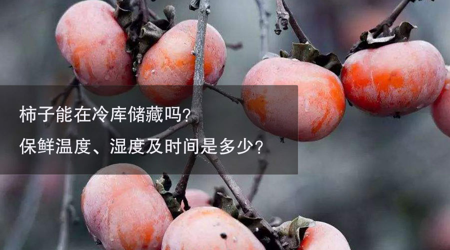 柿子冷库温度、湿度及时间介绍