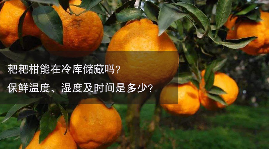 耙耙柑冷库温度、湿度及时间介绍