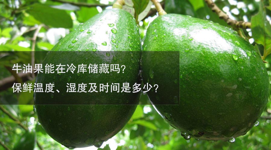 牛油果冷库温度、湿度及时间介绍