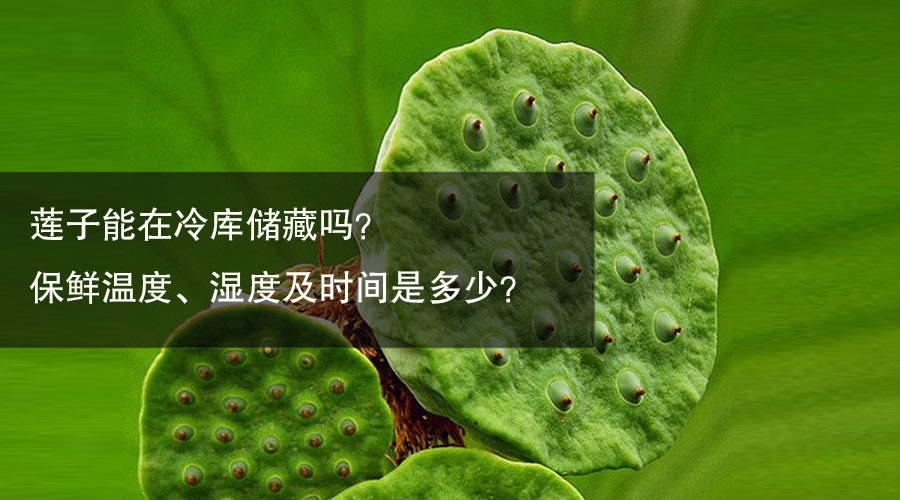 莲子冷库保鲜温度、湿度及时间介绍