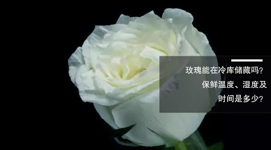 玫瑰花冷库储藏温度、相对湿度及贮藏时间介绍