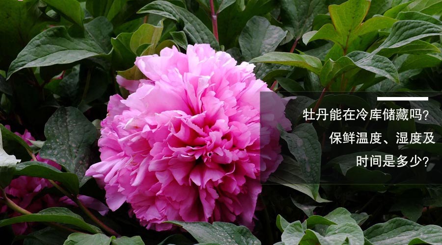 牡丹冷库保鲜温度、湿度和时间介绍