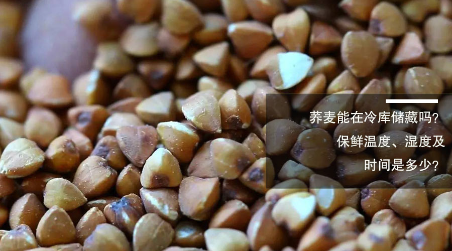荞麦.jpg