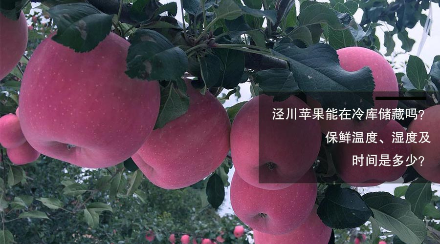 泾川苹果冷库储藏保鲜温度、相对湿度及时间介绍