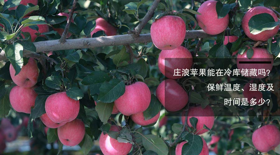 庄浪苹果冷库储藏保鲜温度、相对湿度及时间介绍
